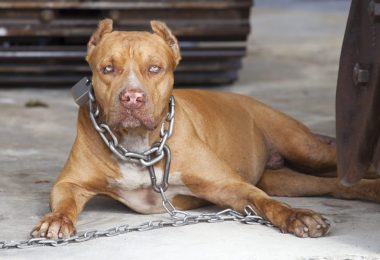 Tour d’horizon sur les lois encadrant les chiens dangereux