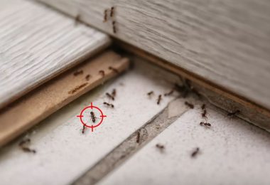 lutter invasion fourmis