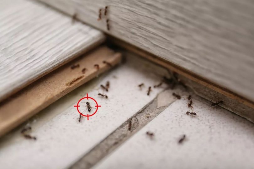 lutter invasion fourmis